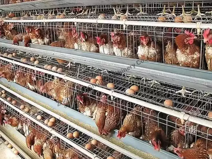 Chad customer has a chicken farm